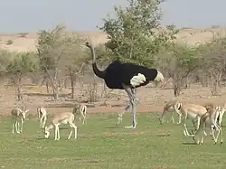 جزيرة صير بني ياس