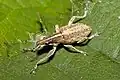 سيتونا غريسوريوس (Sitona gressorius)