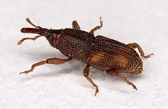 سيتوفيلوس اوريزي (Sitophilus oryzae)
