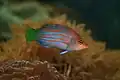Six-line wrasse (Pseudocheilinus hexataenia)