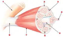الألياف العضلية قد يحصل لها تمزقٌ مجهري أثناء الرضح المجهري