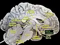Optic chiasma