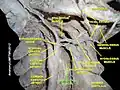 عضلات عنقية طويلة Longus colli muscle