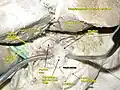 الانحناء الصغير للمعدة
