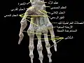 مفصل الرسغ. تشريح عميق. منظر أمامي راحي.