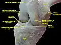 Knee joint.Deep dissection. Anteromedial view.