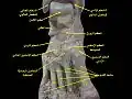 Ankle and tarsometarsal joints. Bones of foot.Deep dissection.