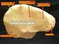 عظم زورقي. نظرة من أسفل.