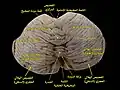 السطح العلوي للمخيخ.