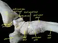 مفصل الكاحل. تشريح عميق.