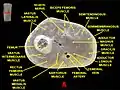 Muscles of thigh. Cross section.