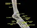 الغشاء بين العظمين موضّح بالتشريح ، ومؤشر عليه بالإنجليزية:Interosseous membrane.
