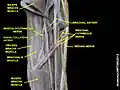 الشريان الجانبي الشعاعي.