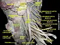 عضلات عنقية طويلة Longus colli muscle