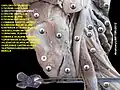 الرباط الحلقي الدرقي (بالإنجليزية: cricothyroid ligament)
هو رقم 3 في الصورة.