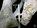 مقطع عميق لقناة المعثكلة، مشهد أمامي