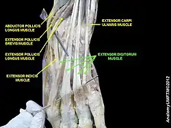العضلة الباسطة الأصابع.
