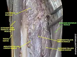 العضلة الباسطة الأصابع