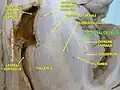 المحفظة الظاهرة.الكلمة التي تشير إليها مُلَونة باللون الأخضر.