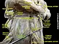 عضلات عنقية طويلة Longus colli muscle