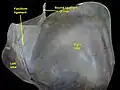 الرباط المدور على السطح العلوي للكبد.
