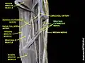العصب الجلدي العضدي.