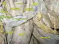 الوريدان العضديان الرأسيان الأيمن والأيسر (باللون الأخضر)