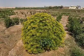 زهرة الشمر في مزرعة صغيرة بالخرارة