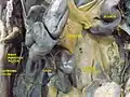 منظر لعلاقة المساريق بالأمعاء.