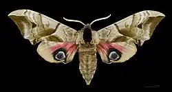 Female eyed hawkmoth, Smerinthus ocellatus, mounted to show the large eyespots