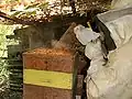 استعمال الدخان