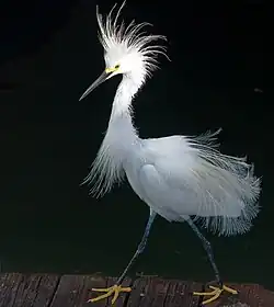 عرض ريش