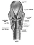 موضع "بطين الحنجرة" مبين تحت اسم (بالإنجليزية: ventricle of larynx).