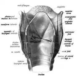 موضع "بطين الحنجرة" مبين تحت اسم (ventricle of larynx)
موضع "زائدة البطين الحنجري" مبين تحت اسم (appendix of Laryngeal ventricle ).