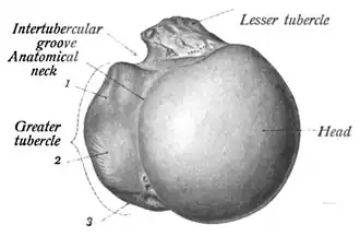 الحديبة الصغيرة للعضدي (بالإنجليزية: Lesser tubercle).