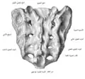 صورة من الخلف للعجز.