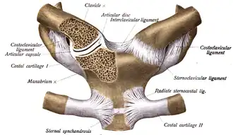 الرباط الضلعي الترقوي موضح في أقصي يمين وأقصى يسار الرسم، ومكتوب عليه بسهم: "Costoclavicular ligament".