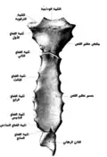 صورة من الخلف لعظم القص