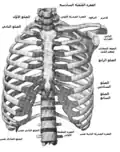 عظم القص في مكانه، متصلاً بالقفص الصدري والترقوة