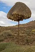 سولعة على عمود كهرباء