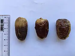 من اليمين، بريم (لين)، وأشرسي (نصف جاف)، (كلاهما من العراق)، وتمرة سودانيّة جافة