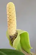 طلعة من نبات Zamioculcas zamiifolia