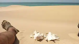 شاطئ بربرة.