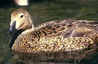 Praktejder; adult ♀