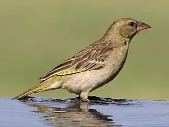 أنثى