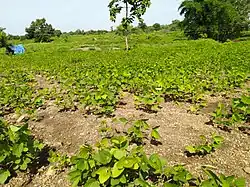 Field in India