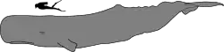 حجم حوت العنبر