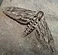 أبو الهول الكندي