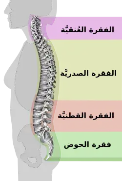 مناطق مختلفة في العمود الفقري