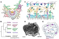 Sponge plazoan nervous system.jpg